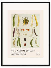 Impression artistique encadrée The Album Benary - String Bean Varieties