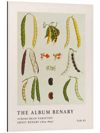 Magnettafel The Album Benary - String Bean Varieties