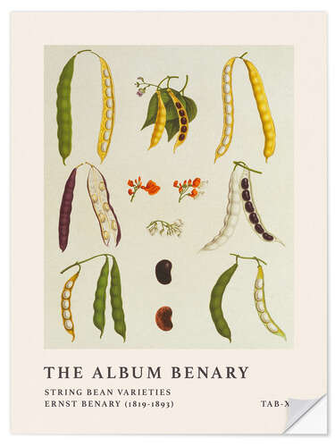 Naklejka na ścianę The Album Benary - String Bean Varieties