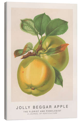 Canvas print The Florist and Pomologist - Jolly Beggar Apple