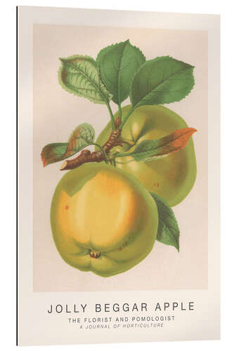 Gallery print The Florist and Pomologist - Jolly Beggar Apple