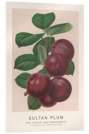 Acrylic print The Florist and Pomologist - Sultan Plum