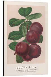 Tableau en aluminium The Florist and Pomologist - Sultan Plum