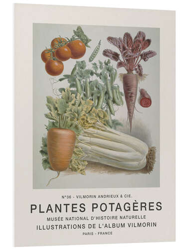 Tableau en PVC Album Vilmorin, Plantes Potagères n° 36