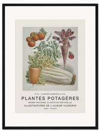 Gerahmter Kunstdruck Album Vilmorin, Plantes Potagères n° 36