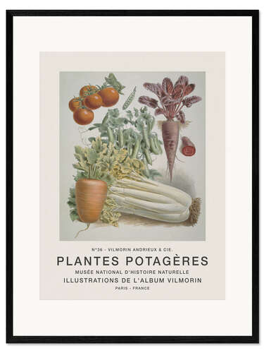 Impression artistique encadrée Album Vilmorin, Plantes Potagères n° 36