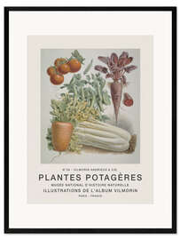 Impression artistique encadrée Album Vilmorin, Plantes Potagères n° 36