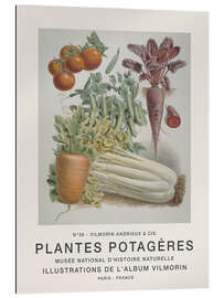 Gallery print Album Vilmorin, Plantes Potagères n° 36