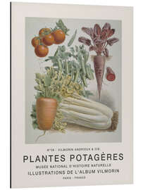 Magnettafel Album Vilmorin, Plantes Potagères n° 36