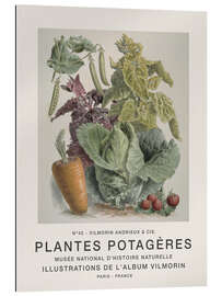 Gallery print Album Vilmorin, Plantes Potagères n° 42