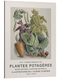 Magnettafel Album Vilmorin, Plantes Potagères n° 42
