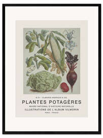 Framed art print Album Vilmorin, Plantes Potagères n° 31