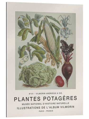 Gallery print Album Vilmorin, Plantes Potagères n° 31