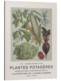 Magnettafel Album Vilmorin, Plantes Potagères n° 31
