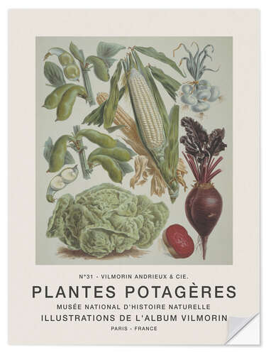 Naklejka na ścianę Album Vilmorin, Plantes Potagères n° 31