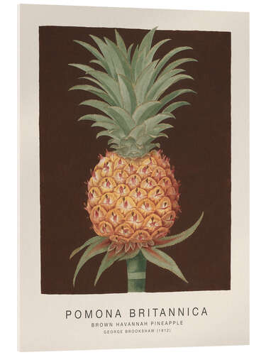 Acrylglasbild Pomona Britannica - Brown Havannah Pineapple