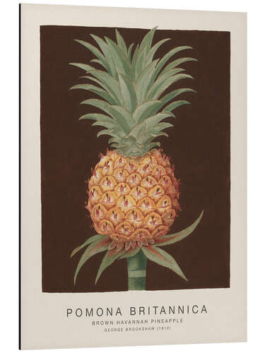 Cuadro de aluminio Pomona Britannica - Brown Havannah Pineapple