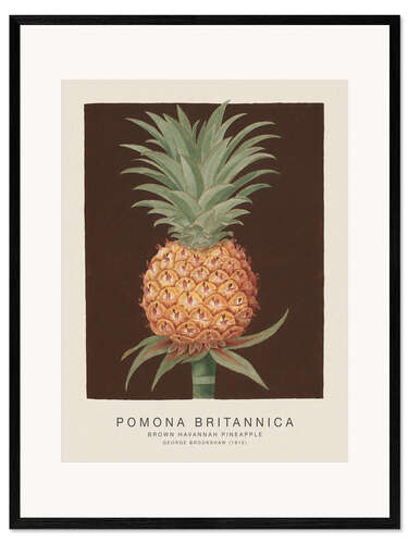 Framed art print Pomona Britannica - Brown Havannah Pineapple