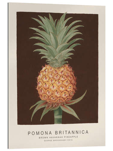 Quadro em plexi-alumínio Pomona Britannica - Brown Havannah Pineapple