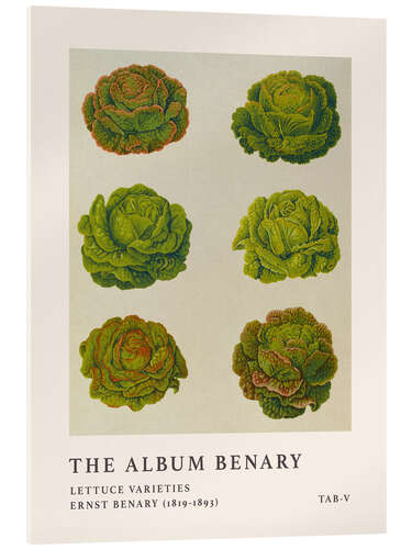 Stampa su vetro acrilico The Album Benary - Lettuce Varieties