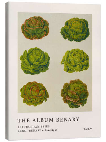 Canvas print The Album Benary - Lettuce Varieties