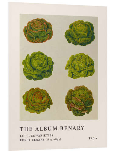 Tableau en PVC The Album Benary - Lettuce Varieties