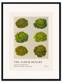 Kunsttryk i ramme The Album Benary - Lettuce Varieties