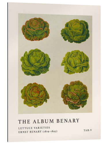 Gallery Print The Album Benary - Lettuce Varieties