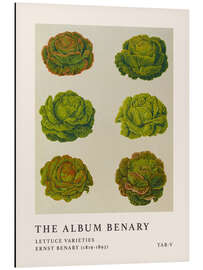 Magnettafel The Album Benary - Lettuce Varieties