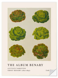 Självhäftande poster The Album Benary - Lettuce Varieties