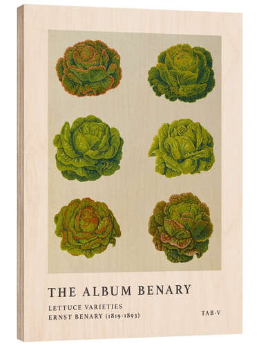 Holzbild The Album Benary - Lettuce Varieties