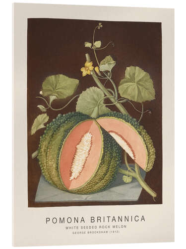 Acrylglasbild Pomona Britannica - White Seeded Rock Melon