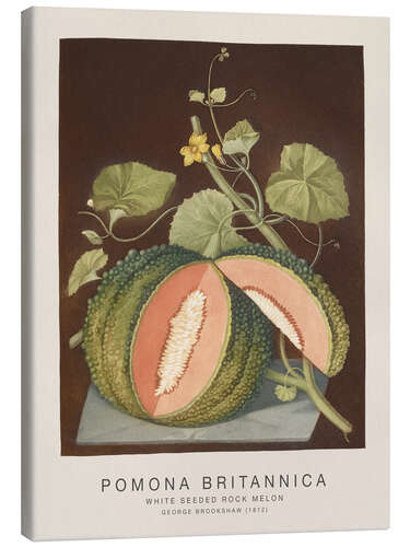 Obraz na płótnie Pomona Britannica - White Seeded Rock Melon