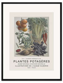 Gerahmter Kunstdruck Album Vilmorin, Plantes Potagères n° 41