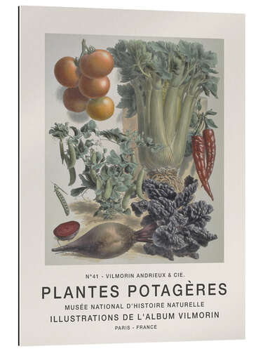 Galleriprint Album Vilmorin, Plantes Potagères n° 41