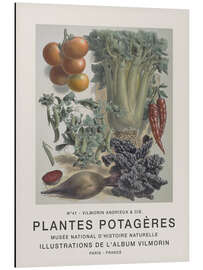 Magnettafel Album Vilmorin, Plantes Potagères n° 41
