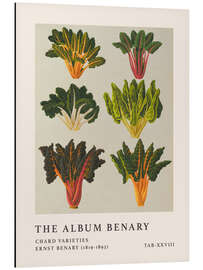 Aluminium print The Album Benary - Chard Varieties