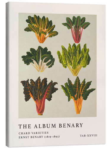 Stampa su tela The Album Benary - Chard Varieties