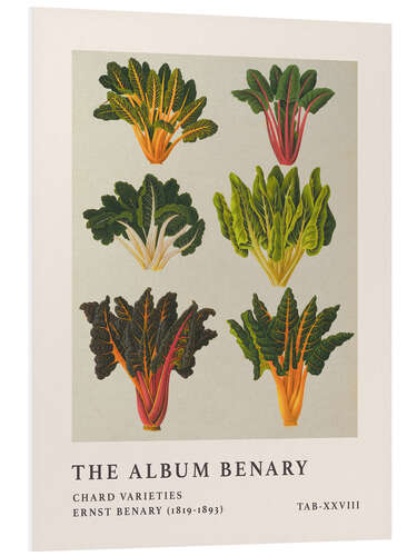 Stampa su PVC The Album Benary - Chard Varieties