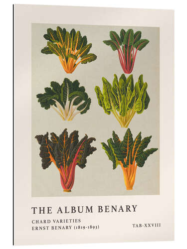 Galleriprint The Album Benary - Chard Varieties