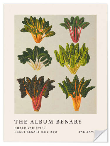 Selvklebende plakat The Album Benary - Chard Varieties