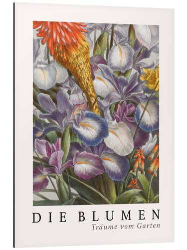 Alubild Album Vilmorin, Die Blumen XIII