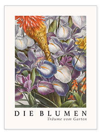 Poster  Album Vilmorin, Die Blumen XIII - Elisa Champin