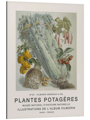 Stampa su alluminio Album Vilmorin, Plantes Potagères n° 39