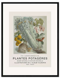 Ingelijste kunstdruk Album Vilmorin, Plantes Potagères n° 39