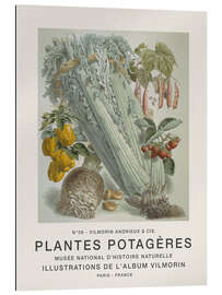 Gallery print Album Vilmorin, Plantes Potagères n° 39