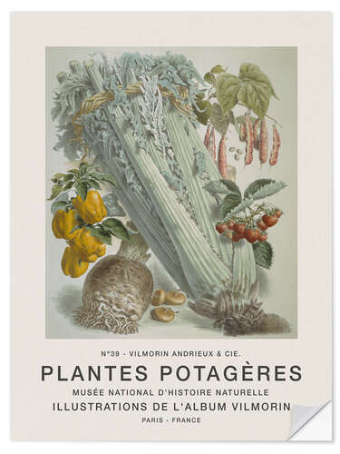 Naklejka na ścianę Album Vilmorin, Plantes Potagères n° 39