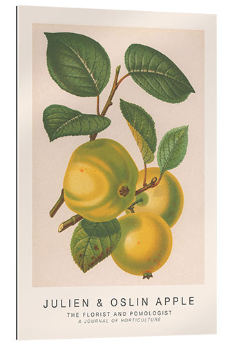 Galleriprint The Florist and Pomologist - Julien & Oslin Apple