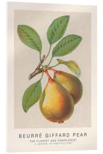 Acrylglasbild The Florist and Pomologist - Beurré Giffard Pear