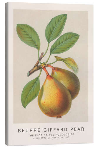 Canvas print The Florist and Pomologist - Beurré Giffard Pear